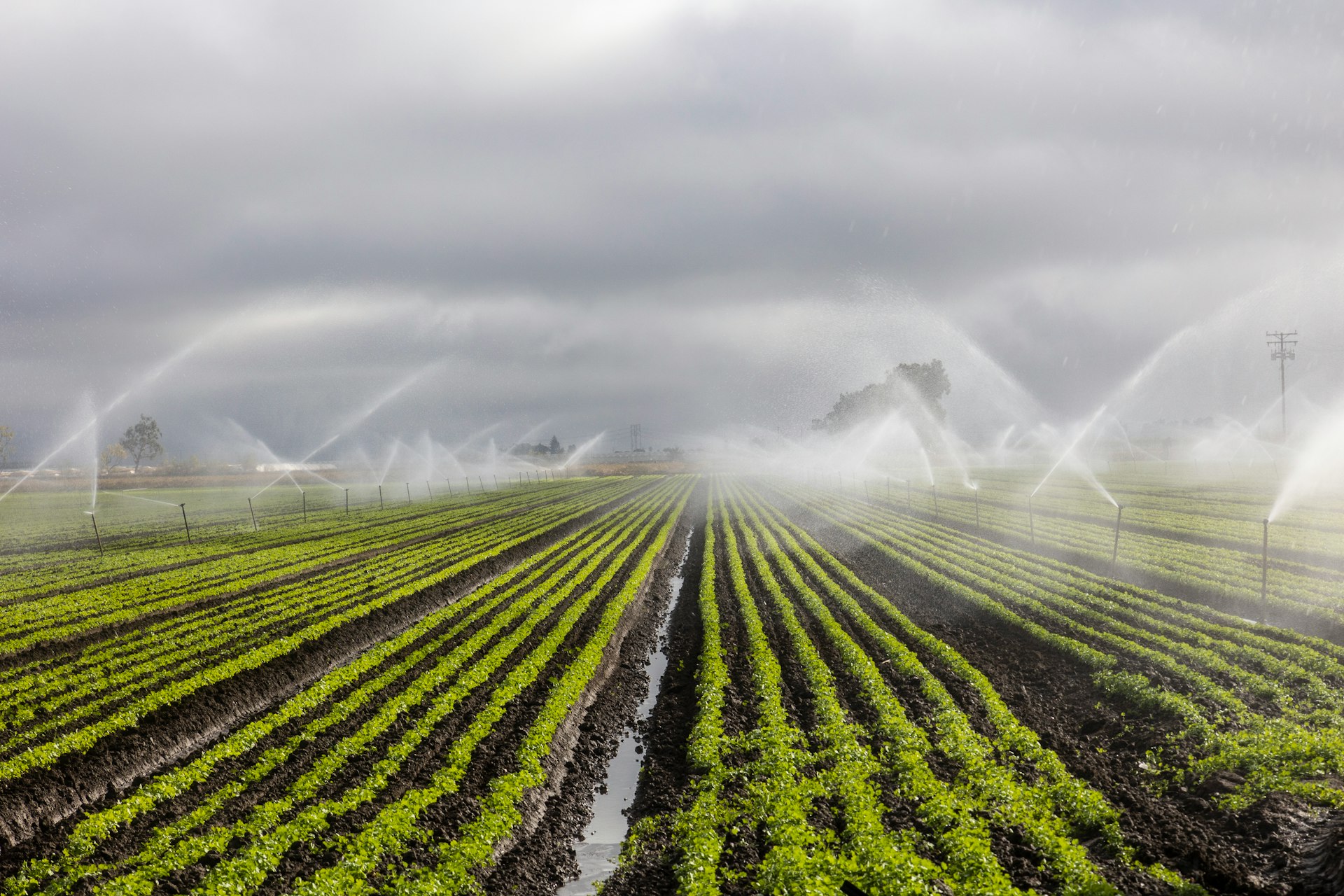 sprinklers spraying water on a field of crops